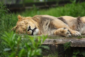 Lion lyin