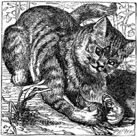cropped cat