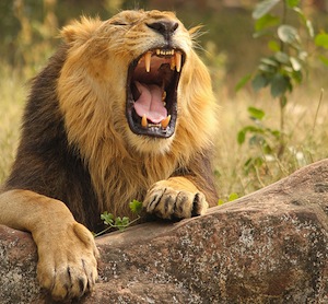 image of lion.